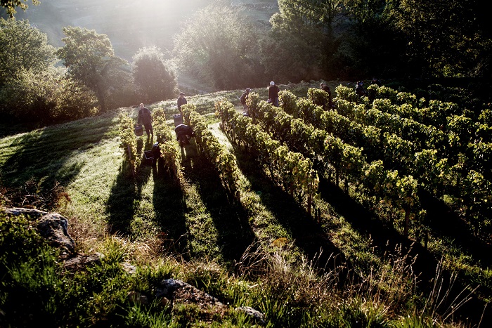 Vignes Château Barde-Haut