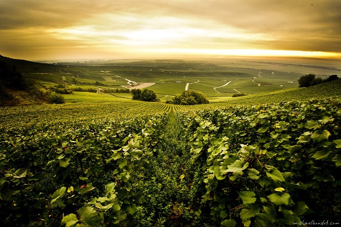 Champagne vignes André Robert