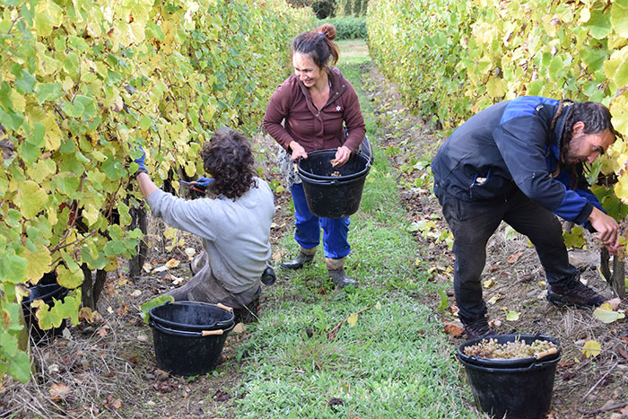 Charles Hours (Clos Uroulat) vendanges