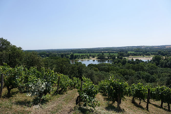 Clos de La Coulée de Serrant vue sur Loire