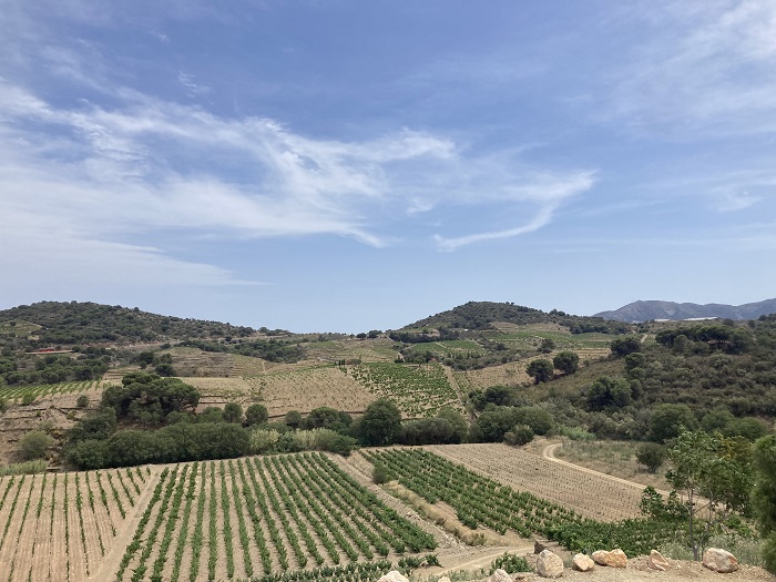 Visites dans les vignes du Roussillon : La Rectorie, Coume del Mas, Clos des Fées, Gardiés 6