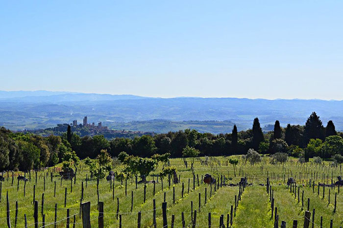 Montenidoli vin Toscane iDealwine vignes