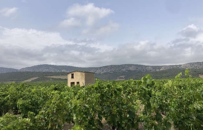Visites dans les vignes du Roussillon : Le Soula, Olivier Pithon, Mas Amiel, Roc des Anges iDealwine 16