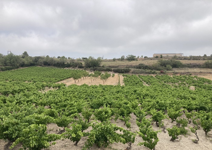 Visites dans les vignes du Roussillon : Le Soula, Olivier Pithon, Mas Amiel, Roc des Anges iDealwine 5