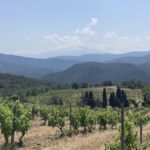 Visites dans les vignes du Roussillon : Le Soula, Olivier Pithon, Mas Amiel, Roc des Anges