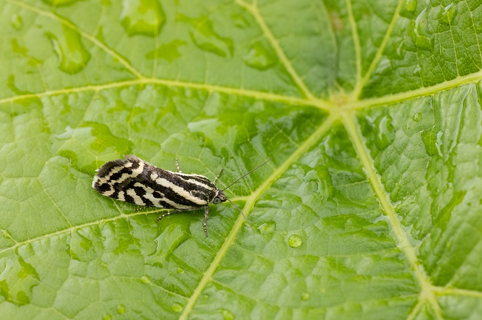 phylloxéra insecte