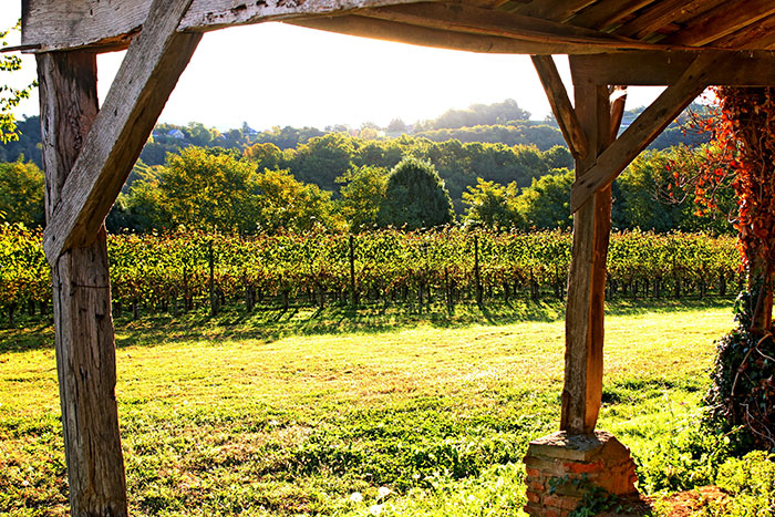 Charles Hours (Clos Uroulat) vignes