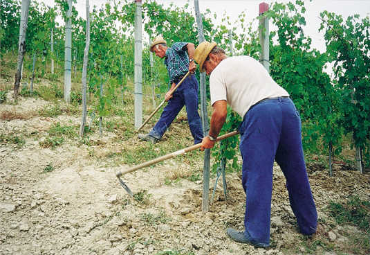 Giuseppe Mascarello vignes