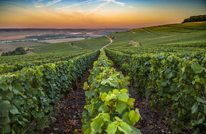 Robert Moncuit chardonnay champagne classé vignes