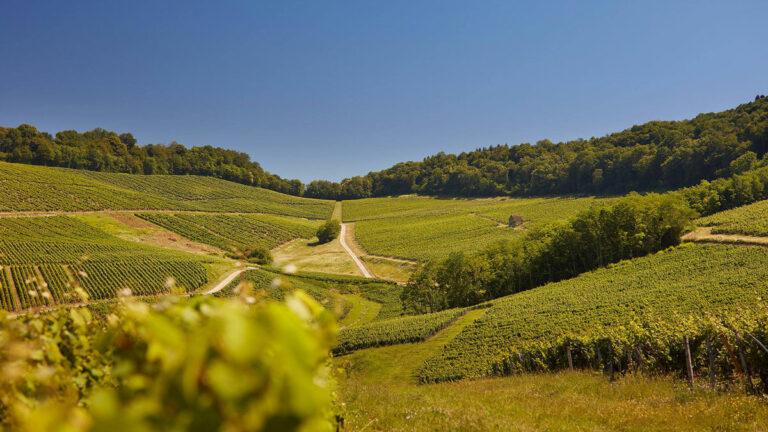 Lire la suite à propos de l’article Domaine Rolet, la grande tradition jurassienne