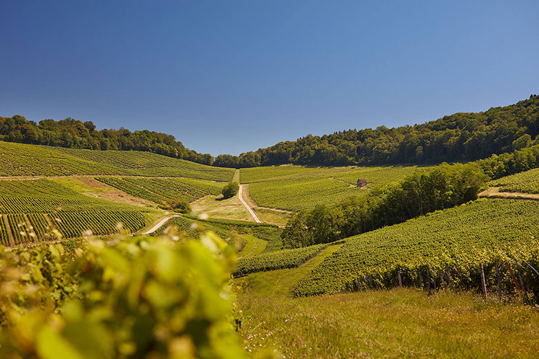 Domaine Rolet Jura