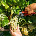 La France deviendrait 1er producteur mondial de vin