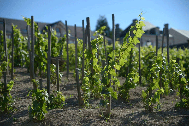 Vignes-Franches-pied-Bollinger