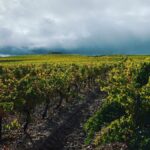 <strong>Cantalapiedra Viticultores : s’affranchir de la norme pour réconcilier terroir et tradition</strong>