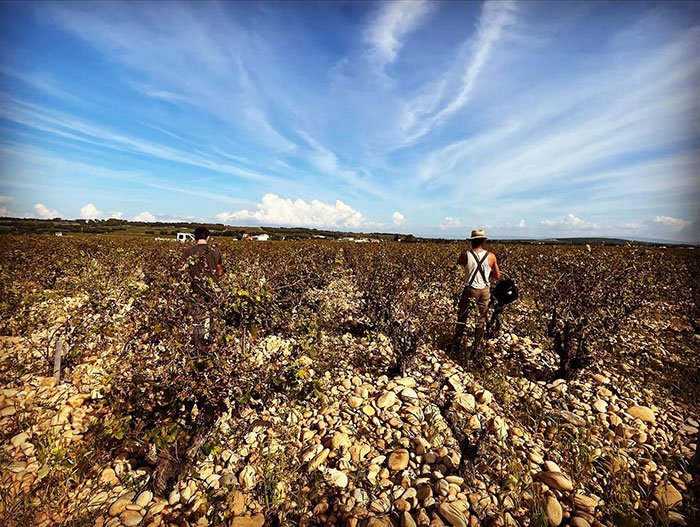 Domaine Mayard vignes