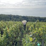 Bilan des vendanges 2023