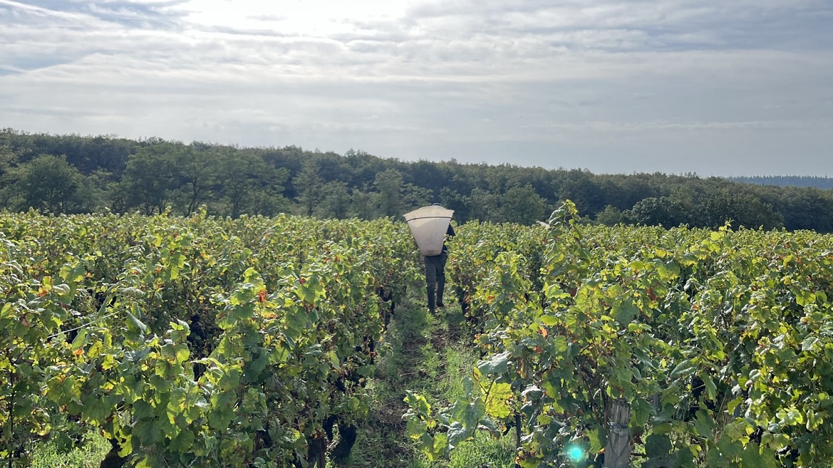 Lire la suite à propos de l’article Bilan des vendanges 2023