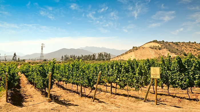 Les vins étrangers progressent sur iDealwine vignes Chili E-caviste enchères