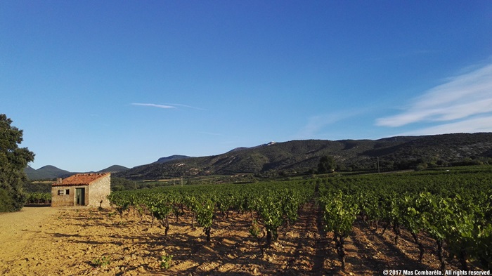 domaine du mas combarela languedoc