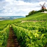 Guide du vignoble de Champagne