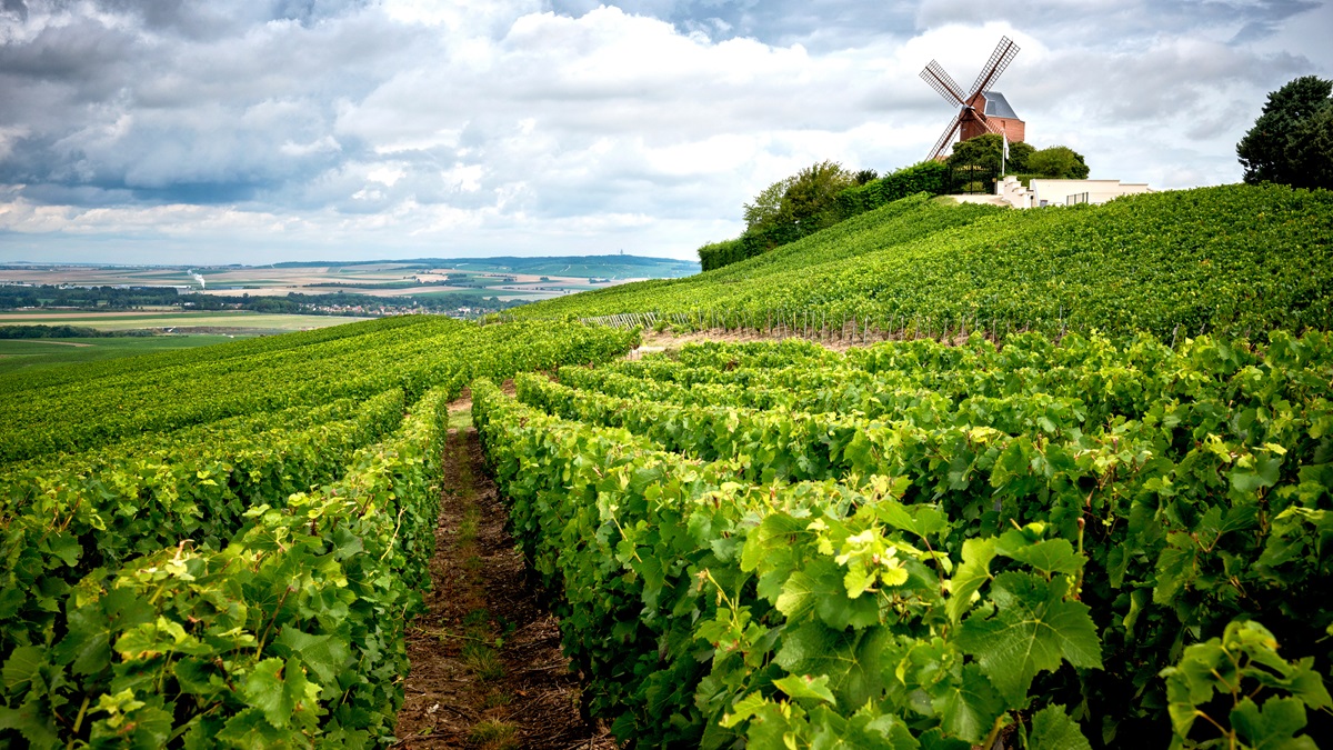 Lire la suite à propos de l’article Guide du vignoble de Champagne