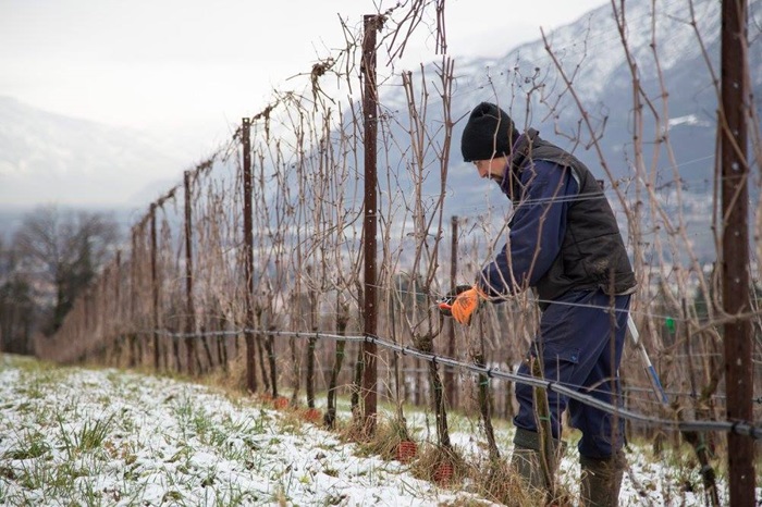 Foradori Italie agricola iDealwine