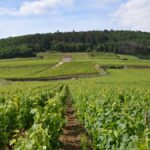 Record de ventes de vins de Bourgogne à l’export en 2023