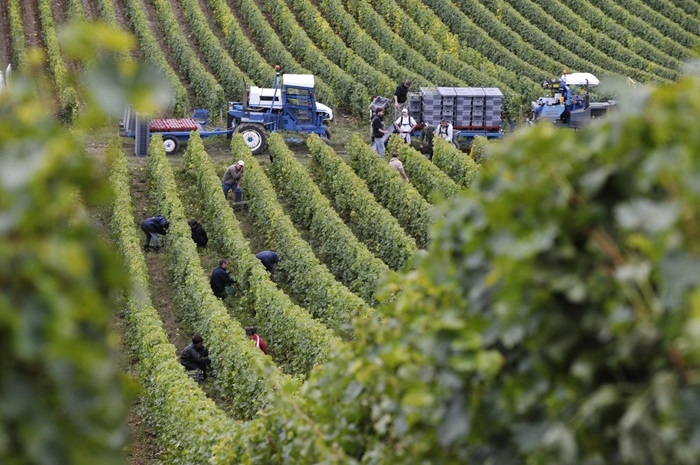 Michel Redde & Fils vendanges