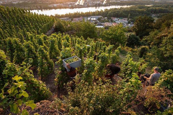 vendanges Stéphane Montez