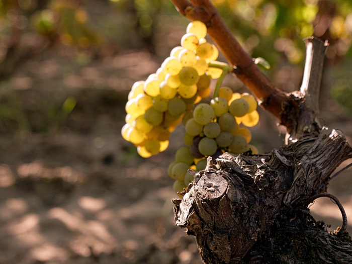 Raisins Château d'Yquem