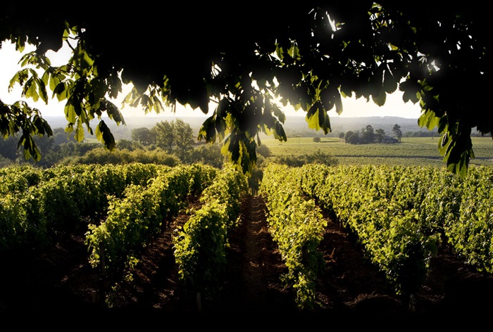 Vignes Château d'Yquem