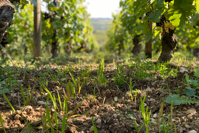 Vincent Girardin terroir