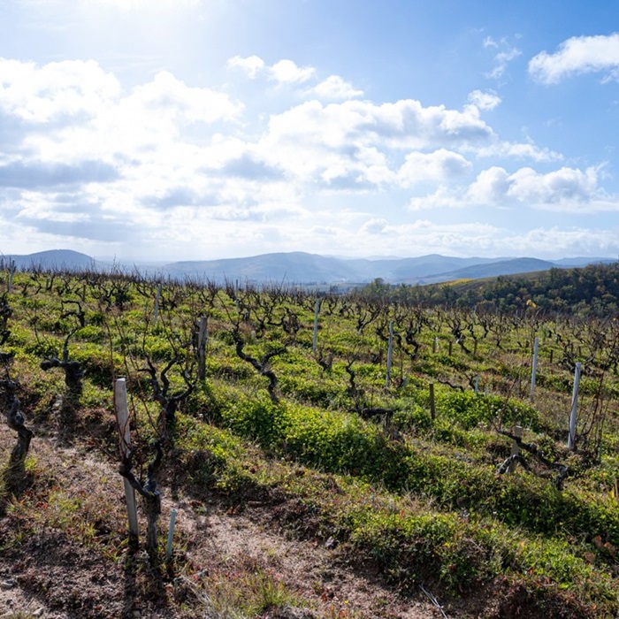 vignes guy breton