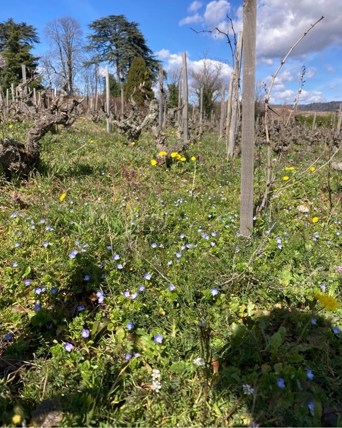 Biodiversité-Sol-Plants de vigne-Yann Bertrand-iDealwine