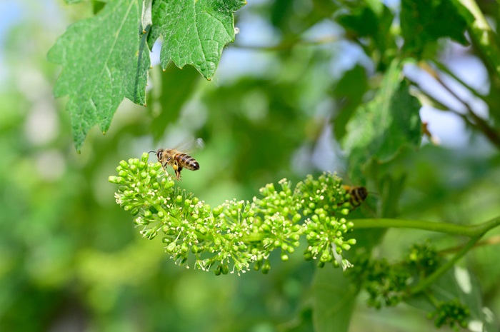 Abeilles - Nature - Vigne - iDealwine