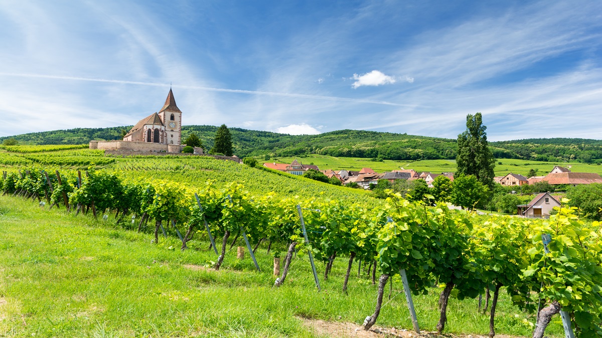 Lire la suite à propos de l’article Domaine André Kientzler : les artisans du Grand Cru Geisberg