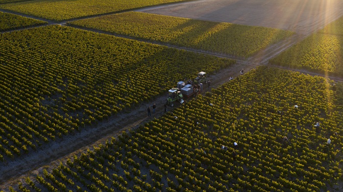 vendanges Haut Bailly Crédit_Florent_Larronde