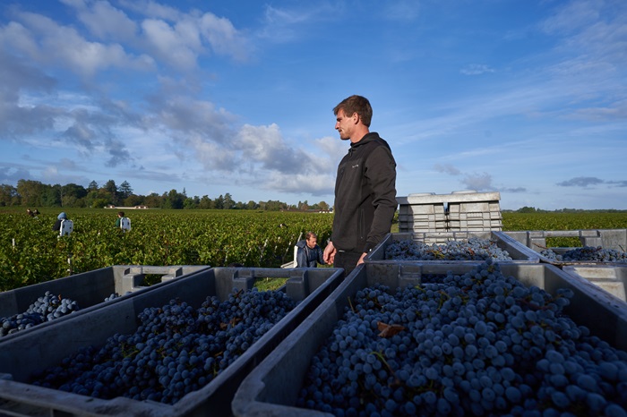 vendanges 3 Haut Bailly Crédit_Florent_Larronde