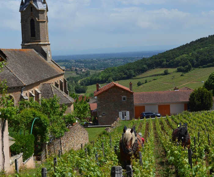 Olivier Merlin domaine Maconnais iDealwine vignes église cheval