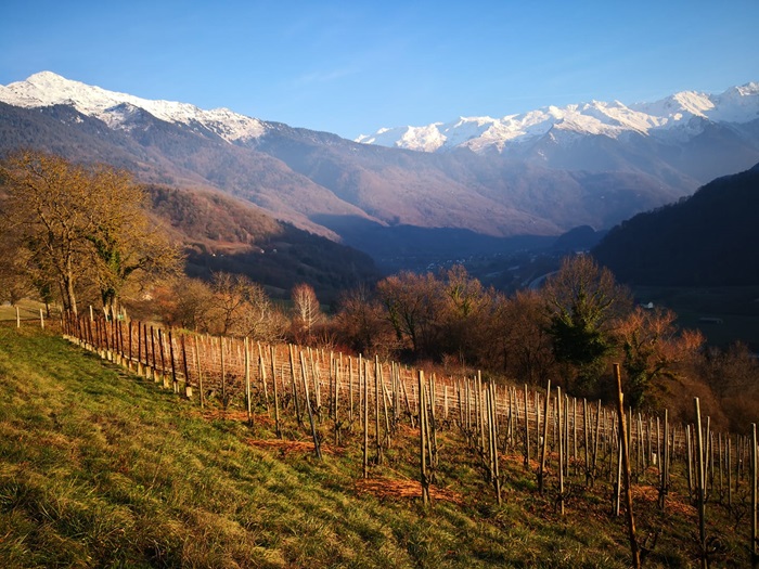 vignoble hiver aitonnement