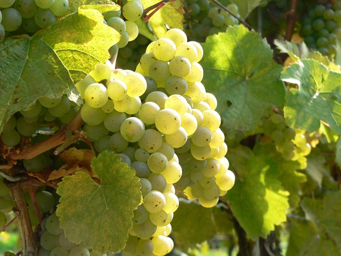 Riesling - Raisins - iDealwine - André Kientzler Riesling - Raisins - iDealwine - André Kientzler