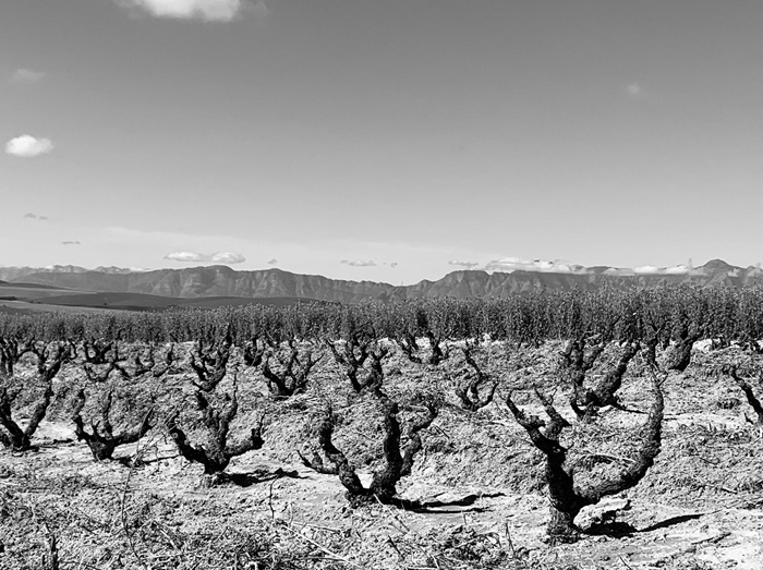 eben sadie wine