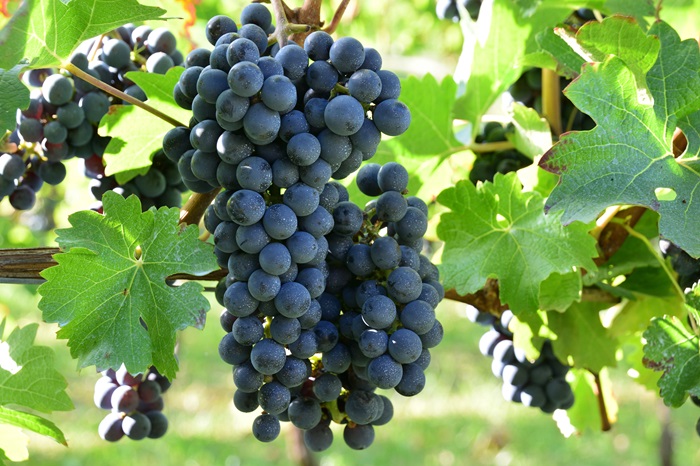Cabernet sauvignon - Château Giscours - Margaux - iDealwine Cabernet sauvignon Château Giscours Margaux iDealwine