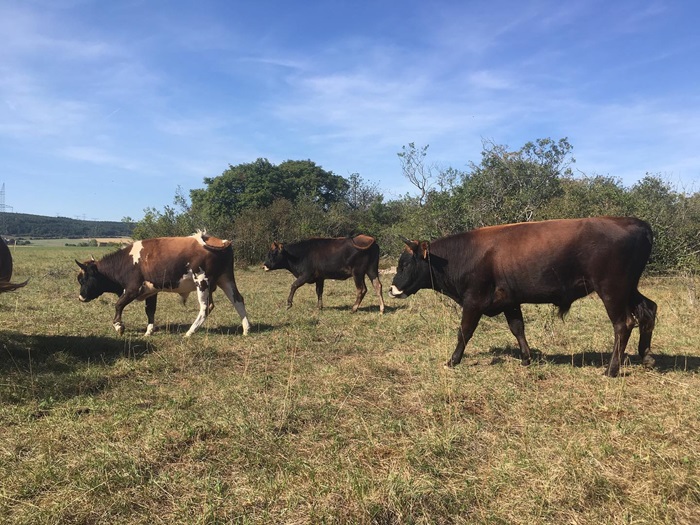 Vache - Champs - Viande - iDealwine