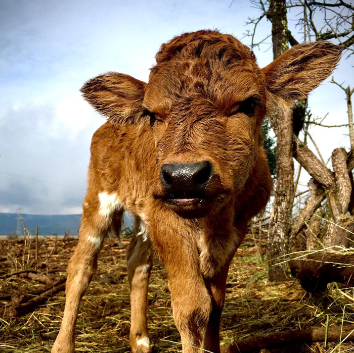 Veau - Agriculture - iDealwine