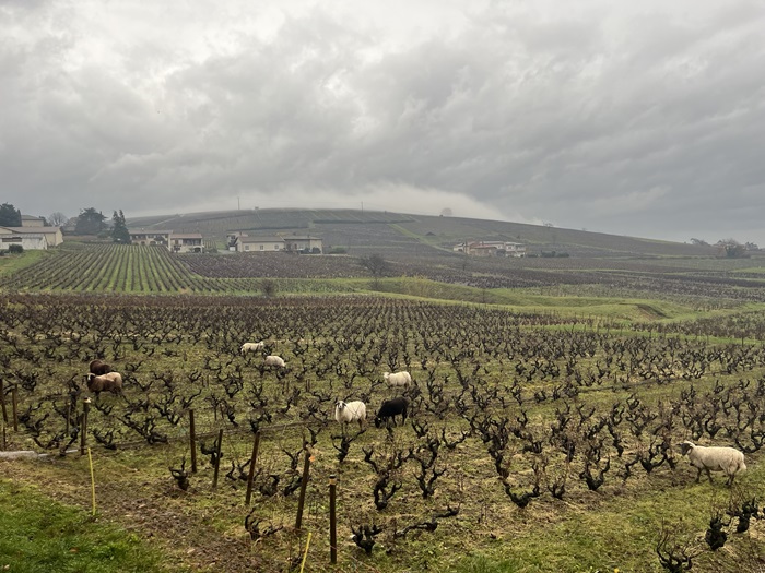 mouton vignes mee godard