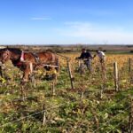 Domaine des Roches Neuves : Thierry Germain au sommet de la Loire