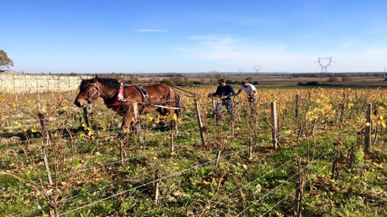 Lire la suite à propos de l’article Domaine des Roches Neuves : Thierry Germain au sommet de la Loire