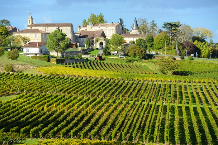 Bordeaux - Saint Emilion Vignes