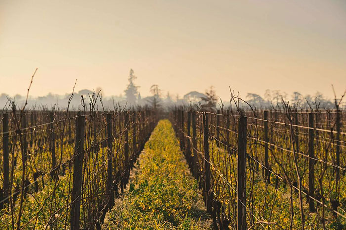 Chateau-Evangile-vignes